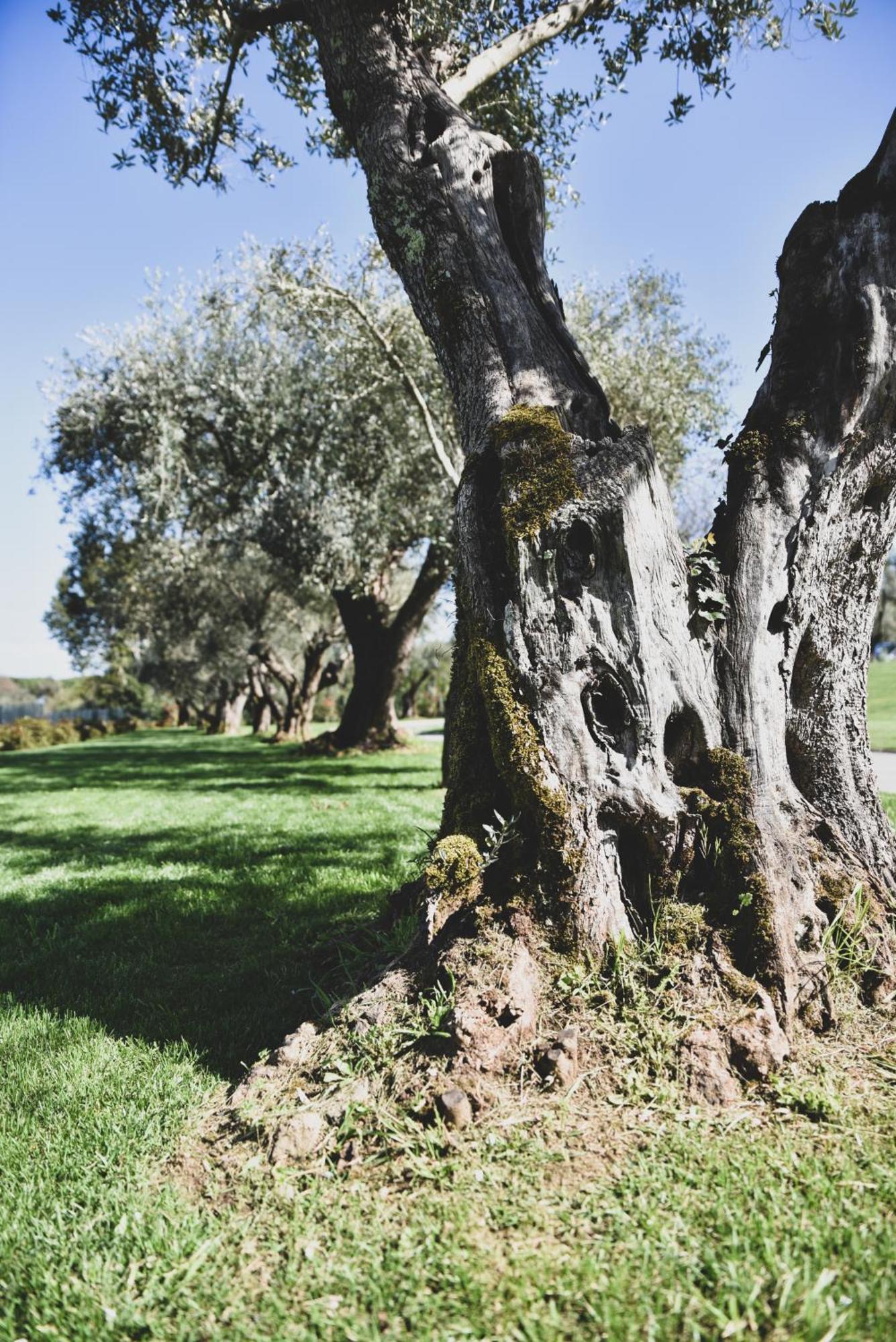 Vigna Caio Relais & Spa (Adults Only) Bracciano  Extérieur photo